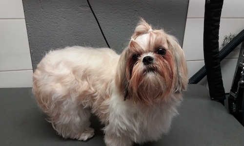 Doggies Total Care Arendonk 18
