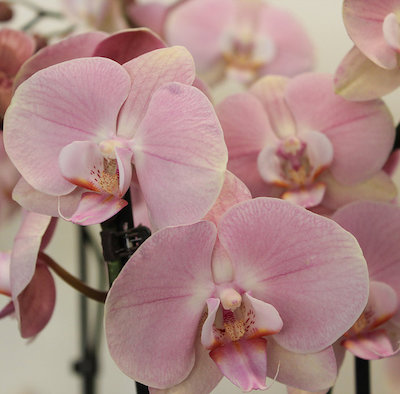 bloemenwinkel 50 tinten grijs leuven Orchideeën