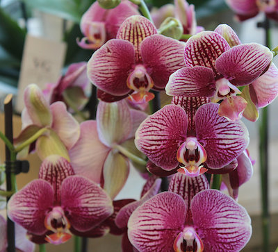 bloemenwinkel 50 tinten grijs leuven Orchideeën