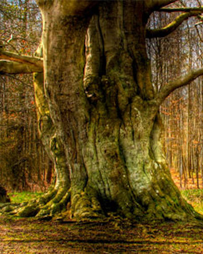 oude bomen herentals