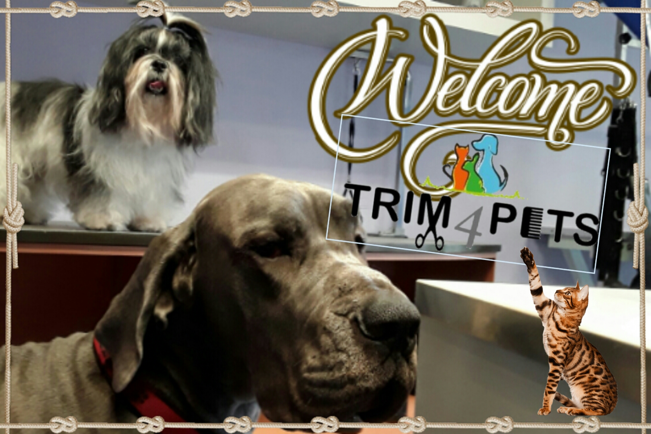 Trim4Pets - Trimsalon Turnhout