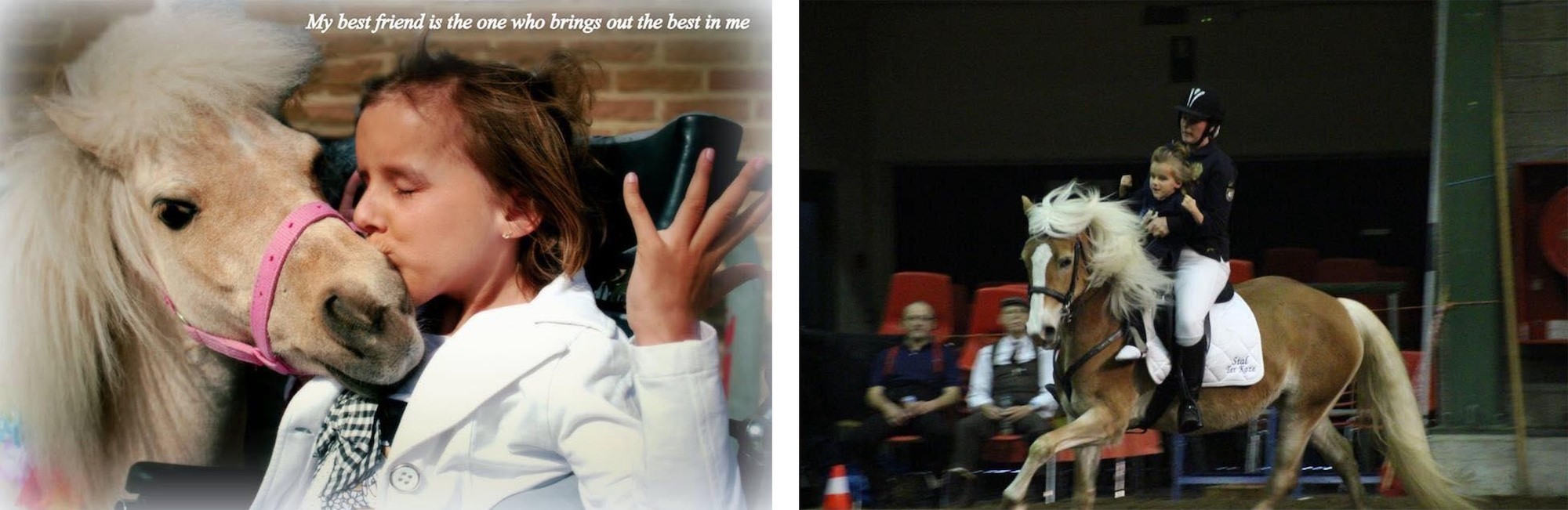 Header Stal-Ter-Koze & Lovely Therapy Horses - Hasselt