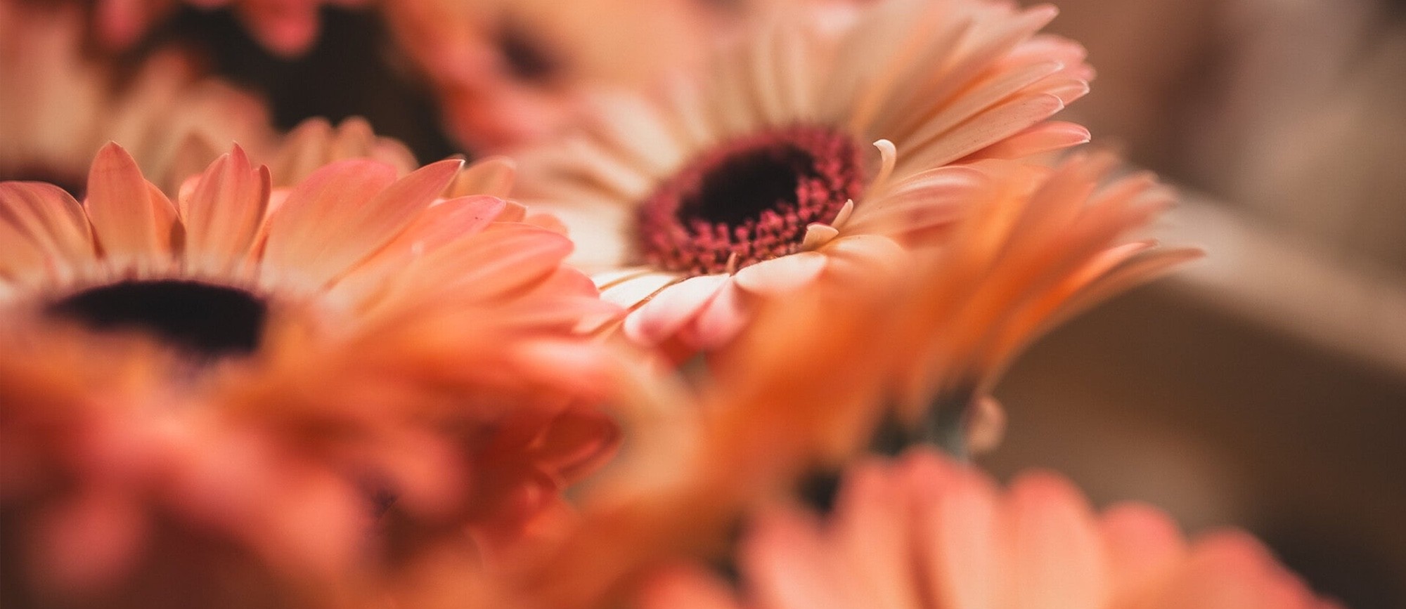 Header Blossom by Sarah De Groote - Bloemen Erpe-Mere