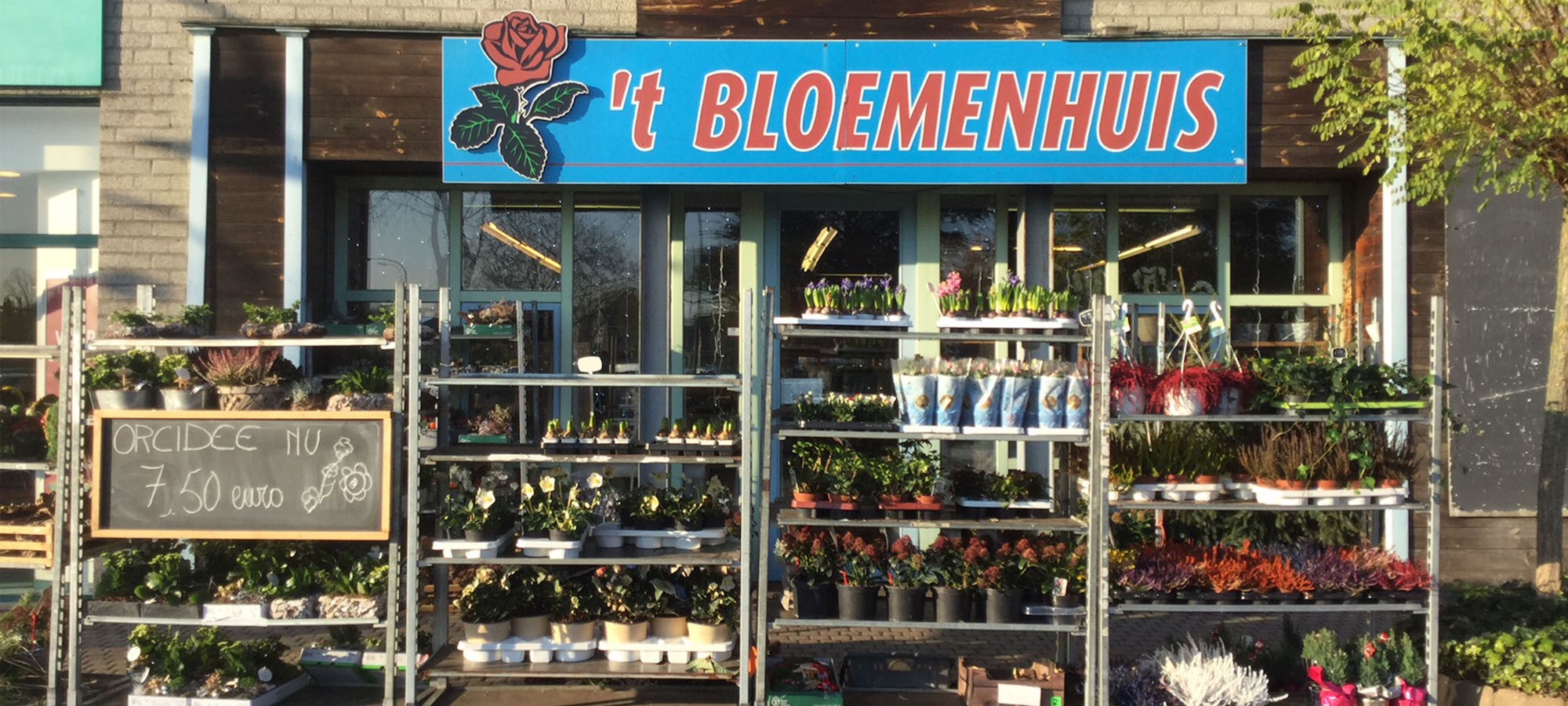 Header 't Bloemenhuis - Bloemen & planten Houthalen-Helchteren