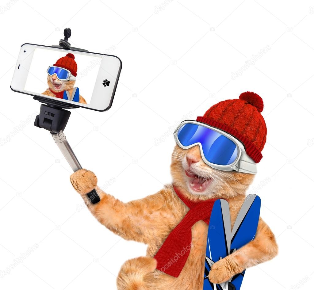 Kerstvakantie opvang katten!