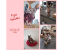 Fijne Feesten van Cat's Precious Kattenpension & Trimsalon