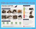 September is de maand van pijn bij katten