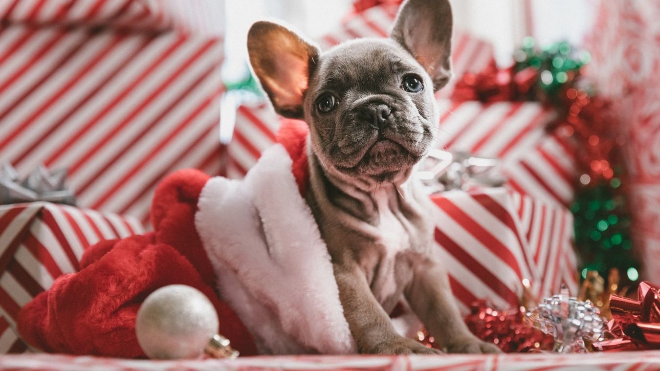 Maak van december een feestmaand voor uw hond of kat!