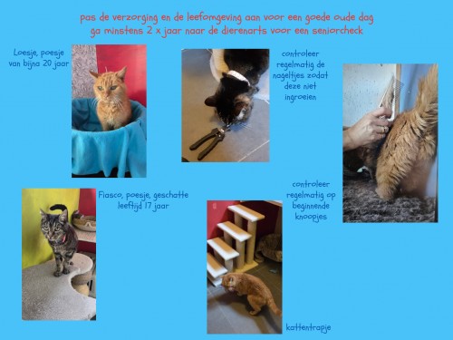 Oktober is maand van de oudere kat