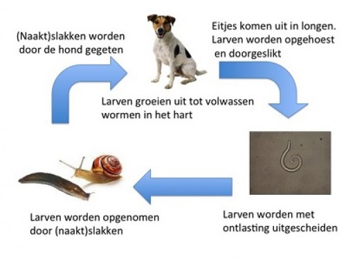 De Longworm