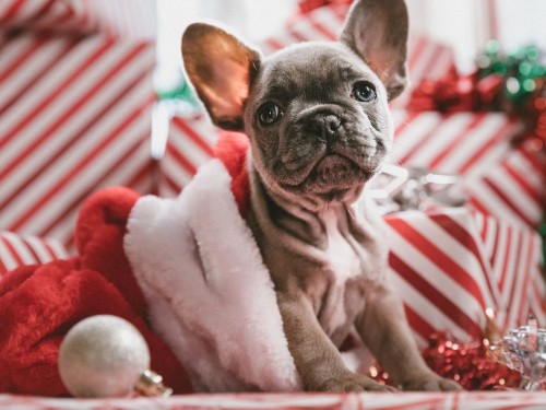 Maak van december een feestmaand voor uw hond of kat!