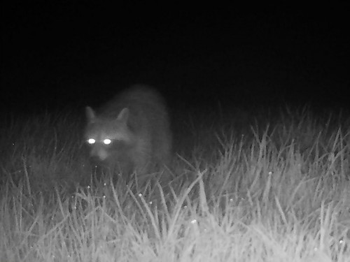 🦝 Wasbeer gespot in Korbeek-Lo!