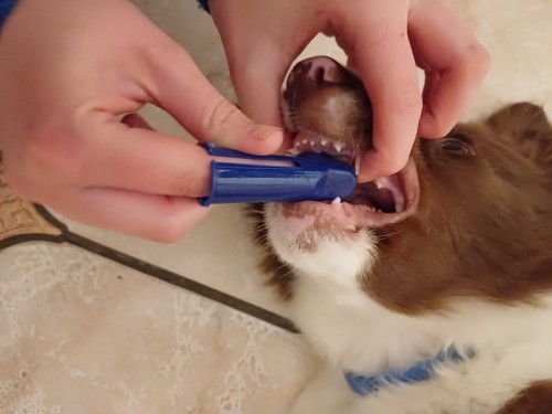 Tandverzorging hond en kat