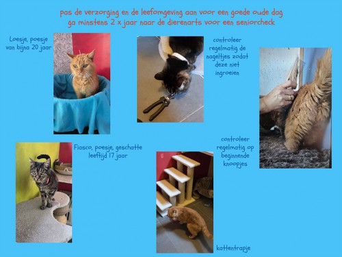 Oktober is maand van de oudere kat