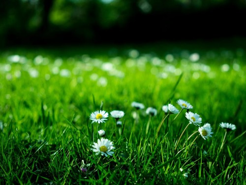 Een mooi groen gazon in de zomer? Dat begint nu!