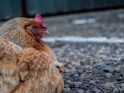 Hier wat info over het houden van hobby kippen