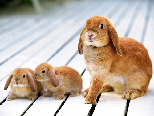 Voortplanting en vaccinaties bij konijnen