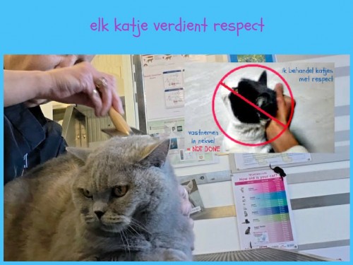 Respect voor kat & vacht