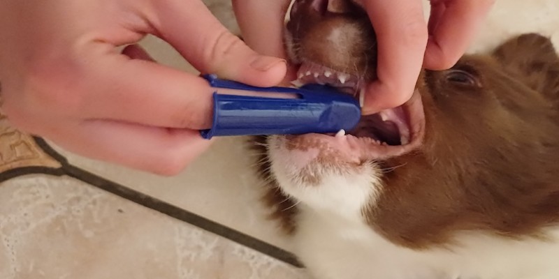 Tandverzorging hond en kat