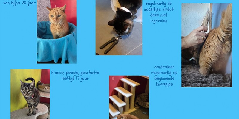 Oktober is maand van de oudere kat