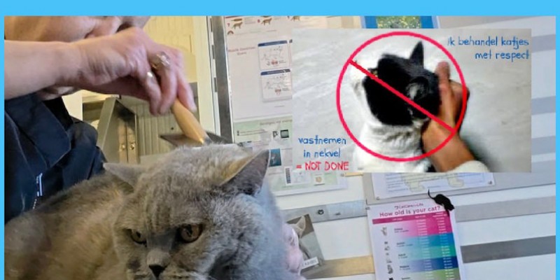 Respect voor kat & vacht
