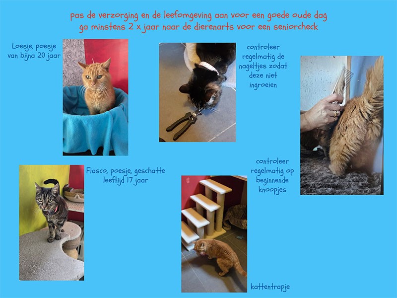 Oktober is maand van de oudere kat