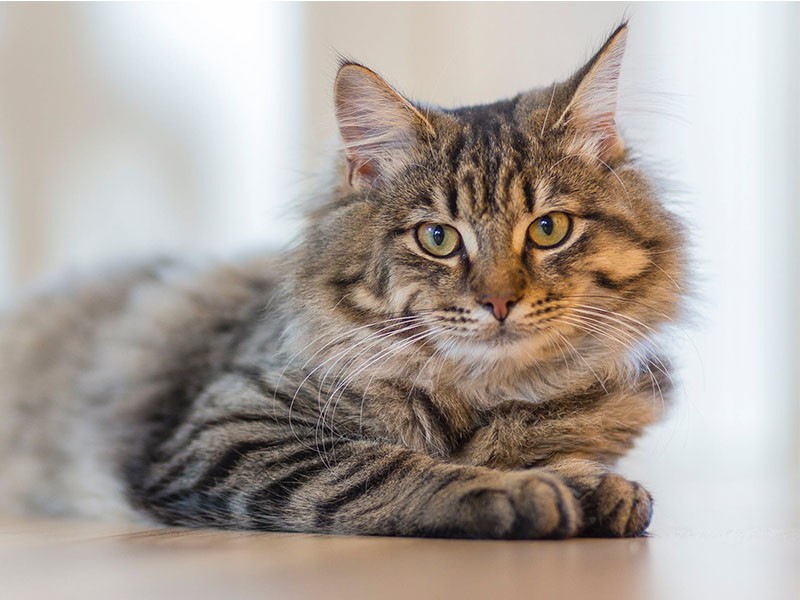 Nieuwsbrief katteneigenaars