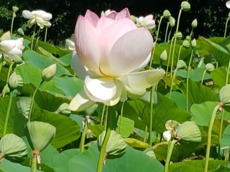 Workshop mindfulness Empatia Inge Gielen