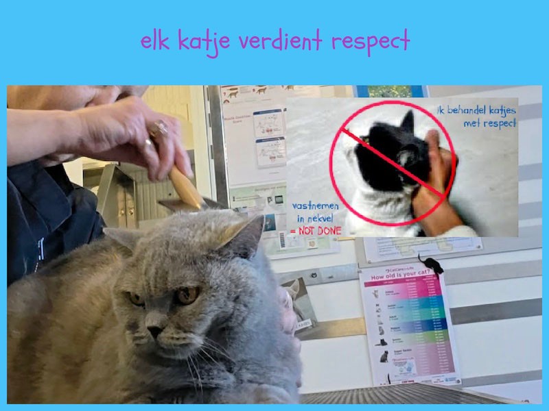 Respect voor kat & vacht