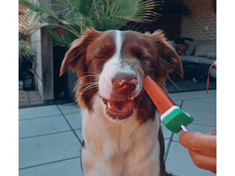 Oververhitting bij huisdieren