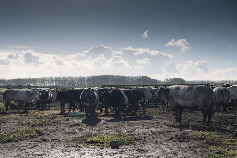 Klaar voor de start van ons nieuwe pré salé seizoen