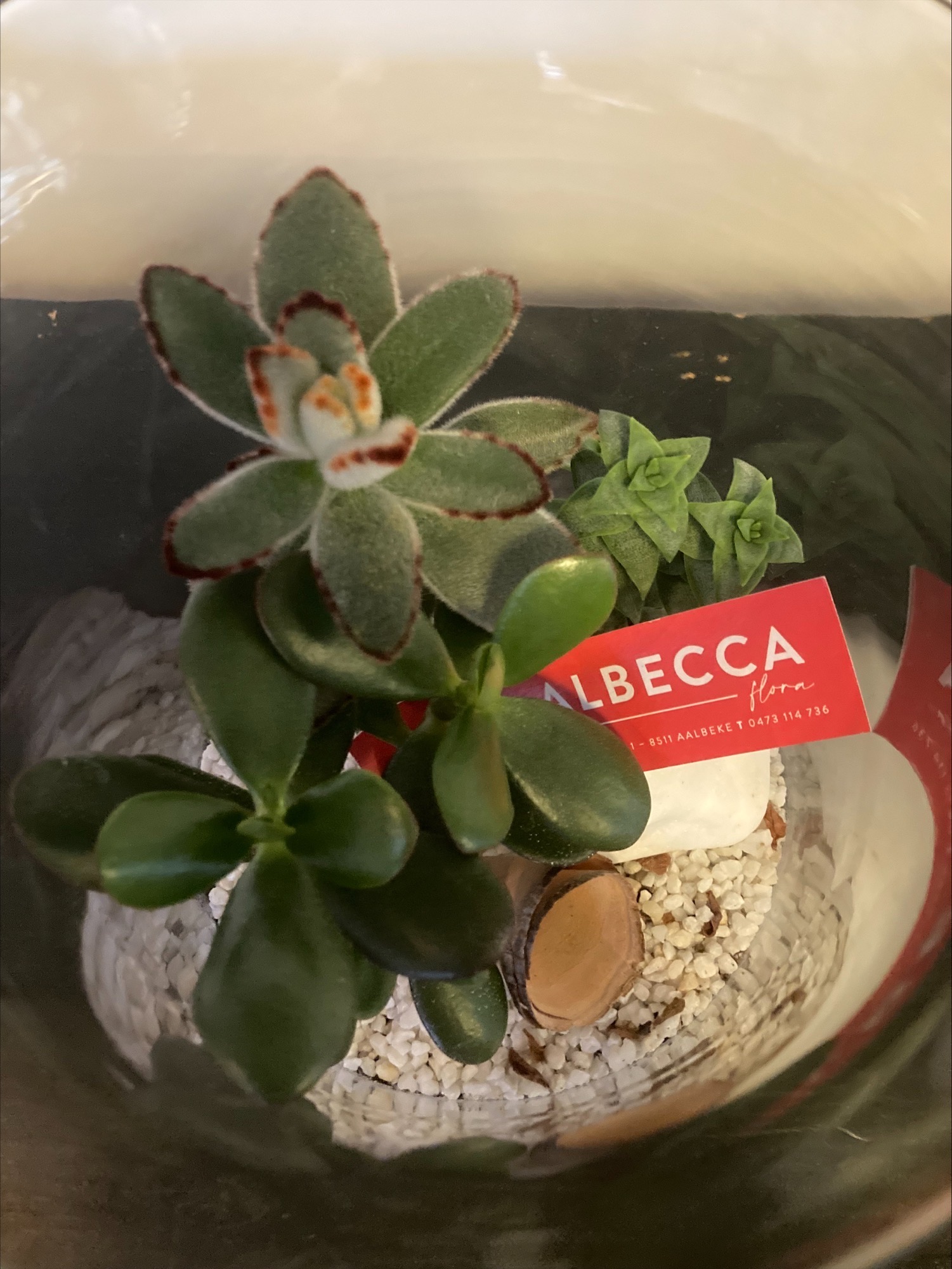 Arrangement vetplantjes