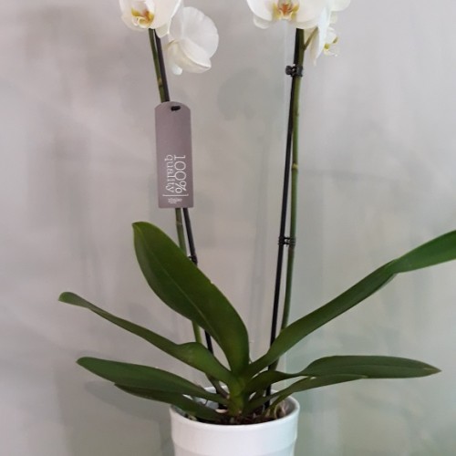 Orchidee in pot