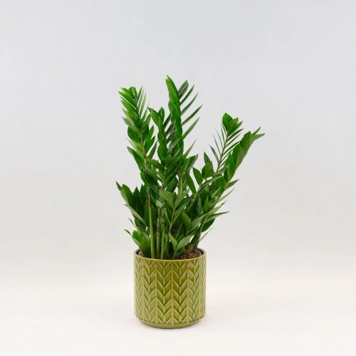 Zamioculcas Zamiifolia