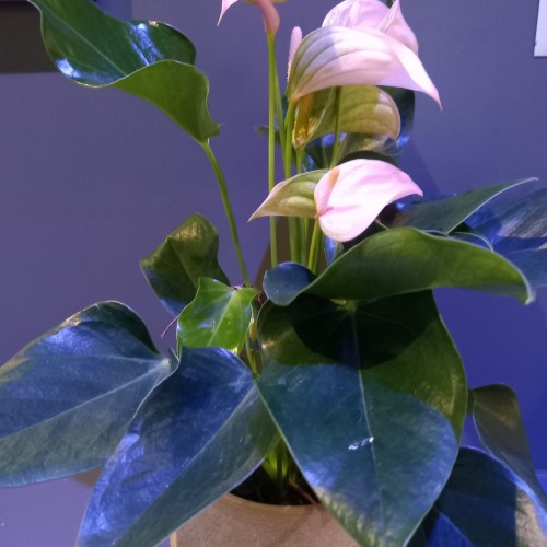 Anthurium in pot