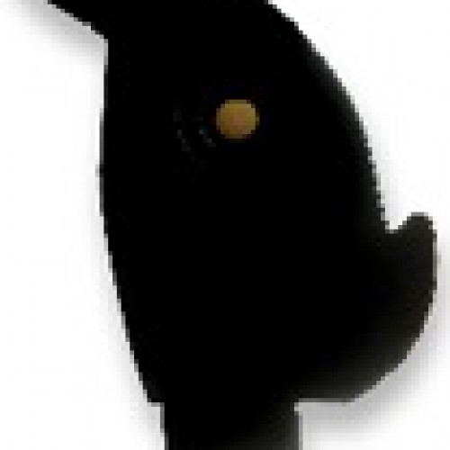Reset target Rabbit
