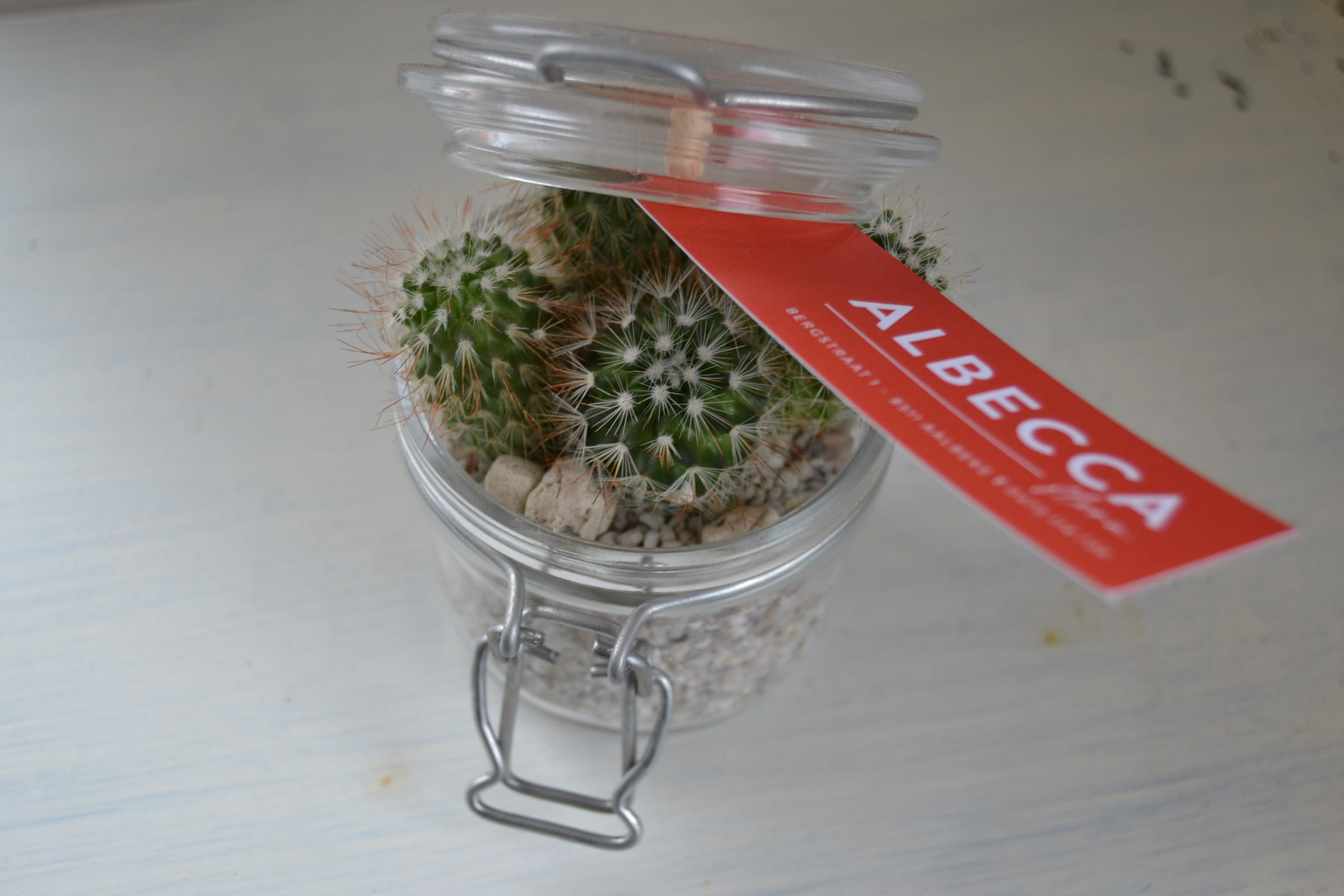Cactus arrangement H14cm