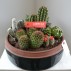 Assort. cactussen in handgemaaktepot Ø35
