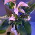 Anthurium in pot