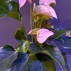 Anthurium in pot