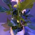 Anthurium in pot